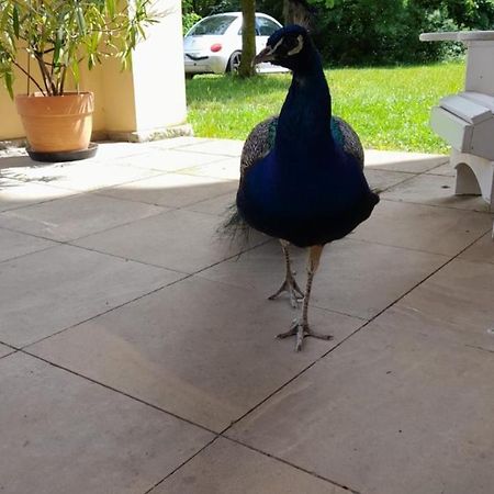 Schloss Tressow Bobitz Екстер'єр фото