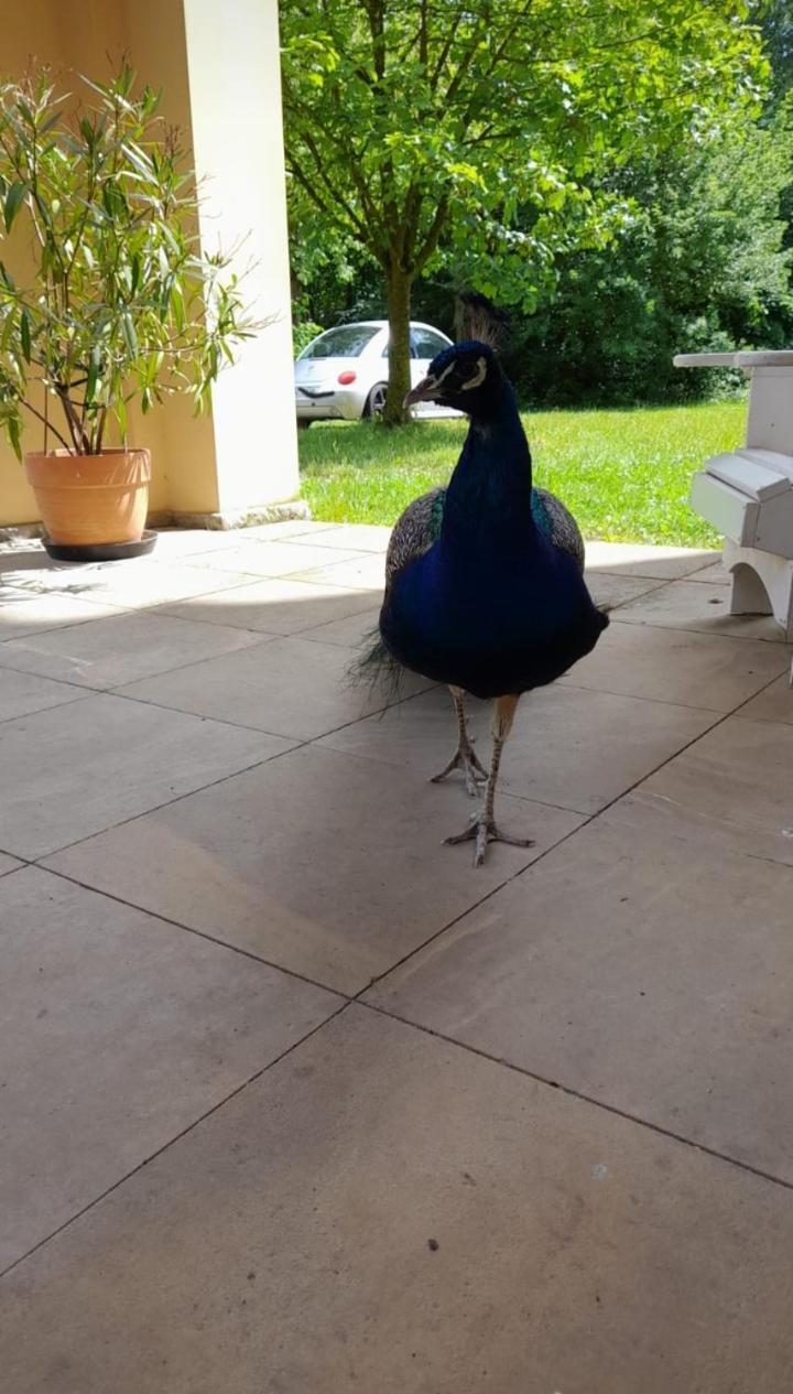 Schloss Tressow Bobitz Екстер'єр фото